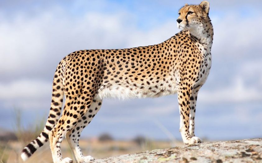 Cheetah-1.jpg