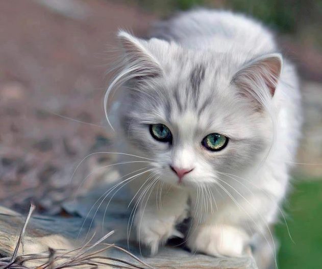 چشم گیلاسی