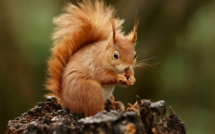 persian-squirrel.jpg