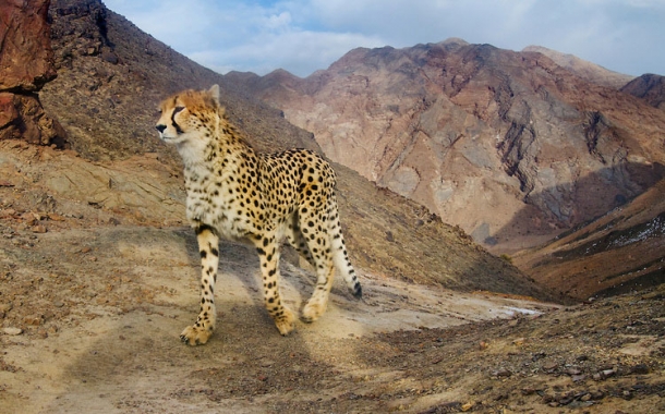 Persian-Cheetah-10-610x380.jpg