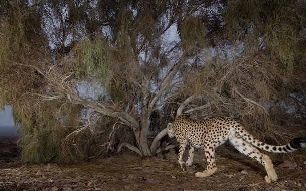 Persian-Cheetah-11-610x380.jpg