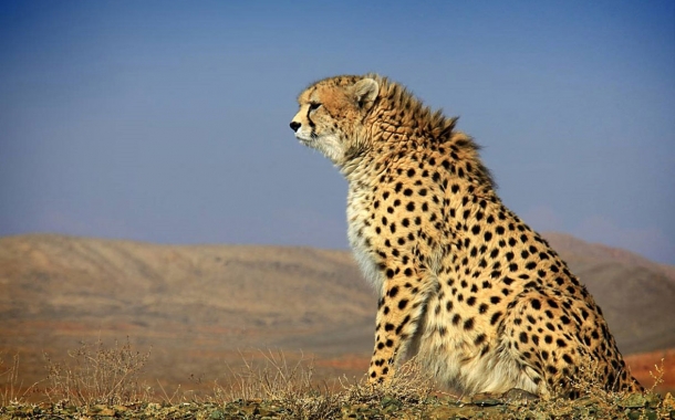 Persian-Cheetah-14-610x380.jpg