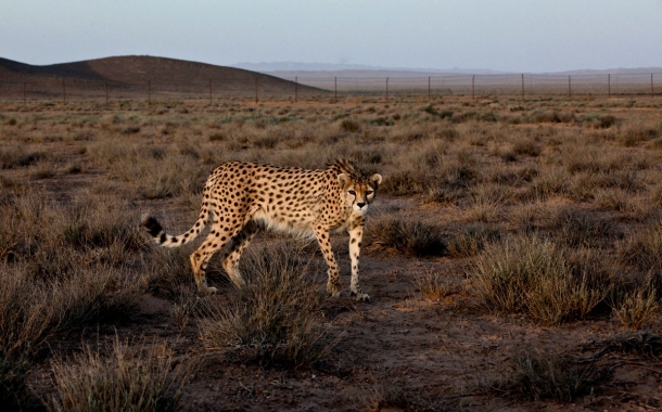 Persian-Cheetah-15-610x380.jpg