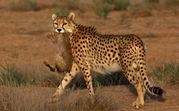 Persian-Cheetah-16-610x380.jpg