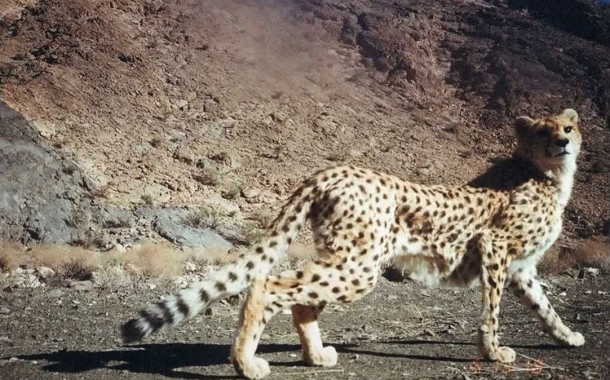 Persian-Cheetah-17-610x380.jpg