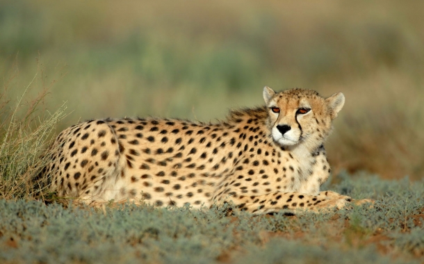 Persian-Cheetah-19-610x380.jpg