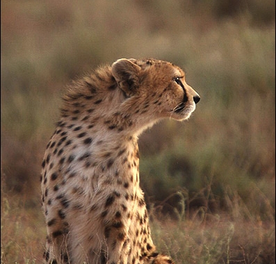 Persian-Cheetah-2-397x380.jpg