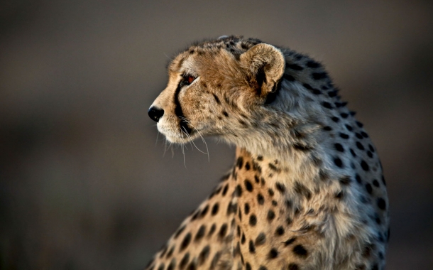 Persian-Cheetah-20-610x380.jpg