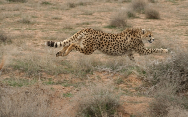 Persian-Cheetah-21-610x380.jpg