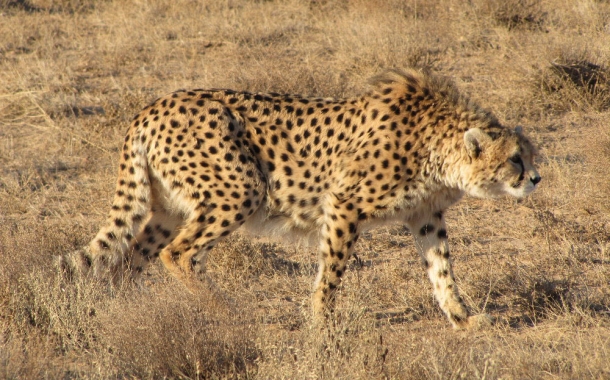 Persian-Cheetah-24-610x380.jpg