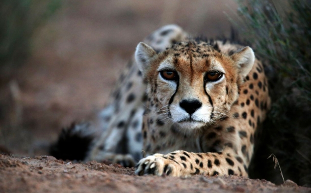 Persian-Cheetah-25-610x380.jpg