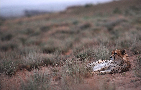 Persian-Cheetah-3-595x380.jpg