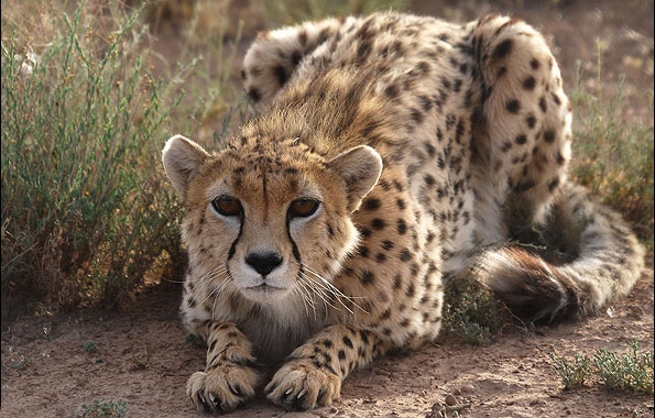 Persian-Cheetah-4-595x380.jpg