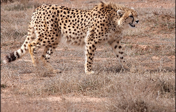 Persian-Cheetah-5-595x380.jpg