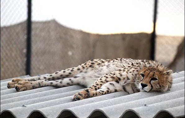 Persian-Cheetah-595x380.jpg
