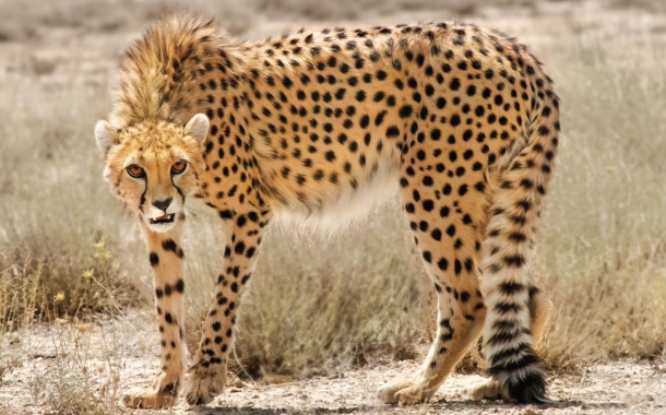 Persian-Cheetah-6-610x380.jpg