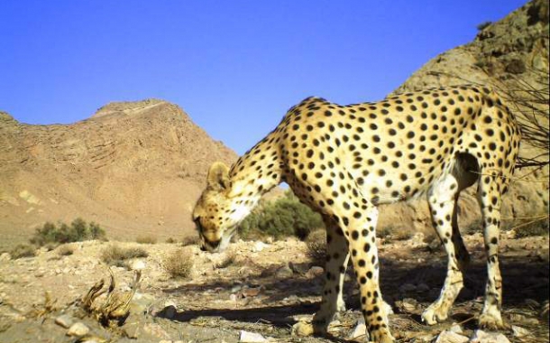 Persian-Cheetah-7-610x380.jpg