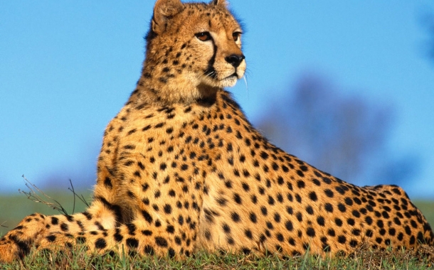 Persian-Cheetah-8-610x380.jpg