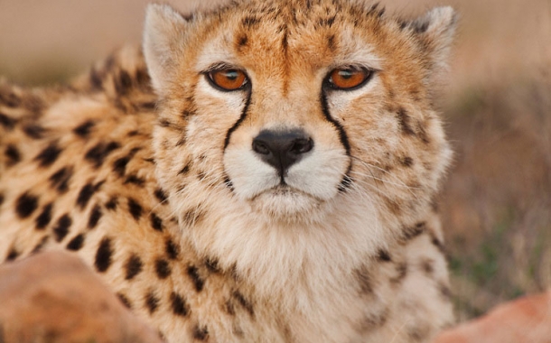 Persian-Cheetah-9-610x380.jpg