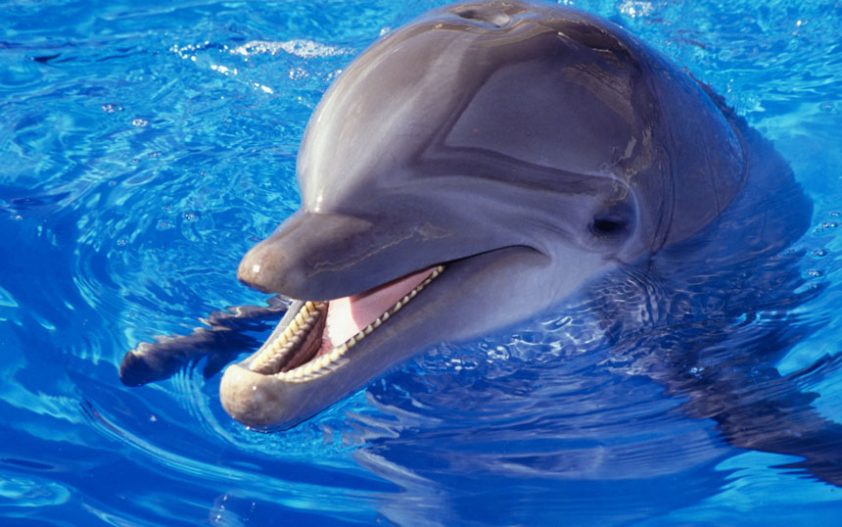 نتیجه تصویری برای دلفین