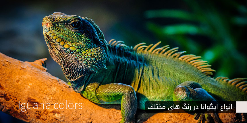 رنگ ایگوانا