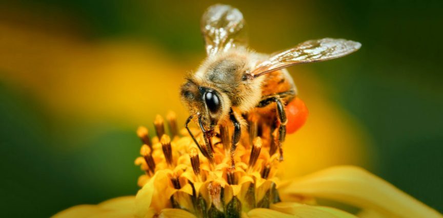 Bees-difference-2.jpg