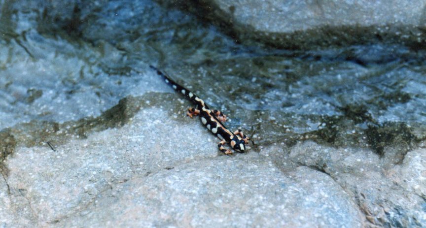 Kaisers-spotted-newt-5.jpg