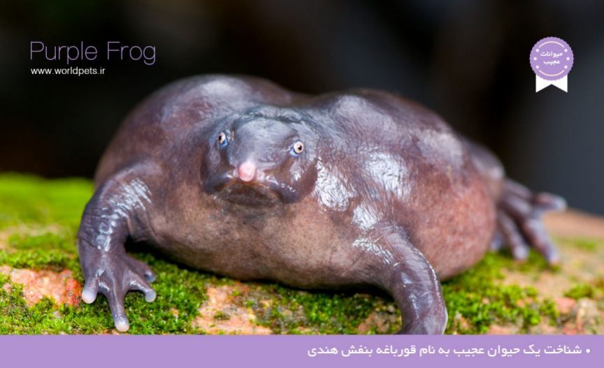 Purple-Frog.jpg
