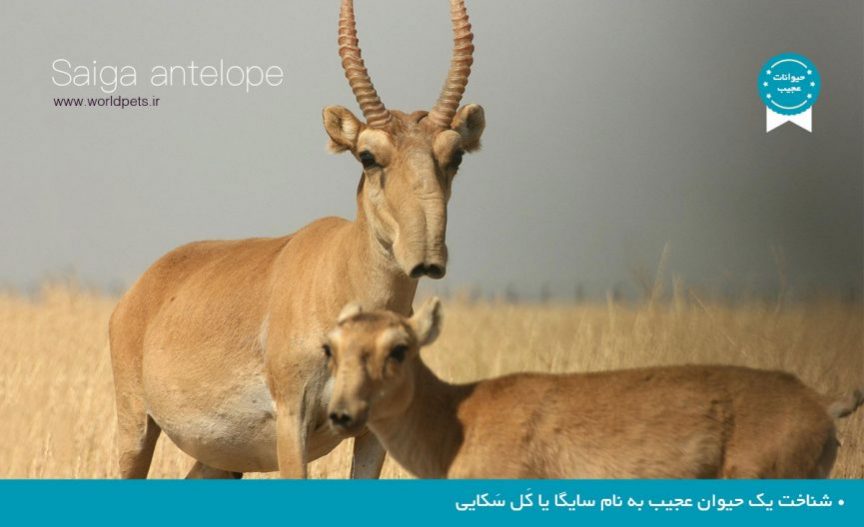 Saiga-antelope.jpg