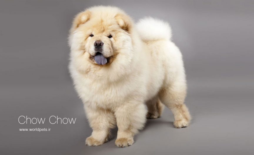 Chow-Chow-1.jpg