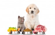 لیست غذاهای ممنوعه و خطرناک برای سگ و گربه