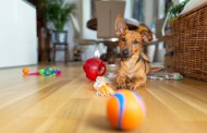 آموزش ساخت اسباب بازی سگ در خانه