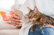 ۱۲ رفتار مشترک در میان تمام گربه های خانگی