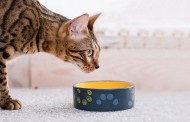 ۵ بیماری مهم گوارشی در گربه‌ها + درمان