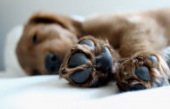 درمان لیسیدن زیاد پنجه‌ها در سگ (نورودرماتیت)