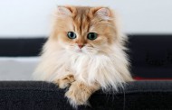 بررسی مو به موی گربه پرشین (گربه ایرانی)