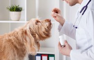 نکات بسیار مهم آنتی بیوتیک حیوانات خانگی