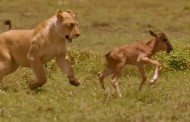 ویدیو کلیپ شکار بی رحمانه شیرها