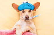 آنفولانزای سگی را با سرماخوردگی اشتباه نگیرید! + علائم و راهکارها