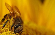 فیلم شگفت انگیز تغذیه زنبور عسل از گلها (با کیفیت عالی)