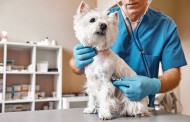 بررسی مشکلات کمر سگ (دیسک و ستون فقرات) + پیشگیری و درمان
