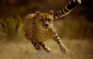 سرعت شگفت‌انگیز چیتا در شکار