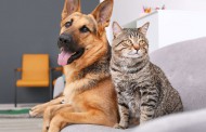 بیماری التهابی روده در سگ و گربه + درمان