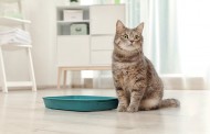 نشانه گذاری گربه (مدفوع، پنجه کشیدن، مالیدن، ادرار) + پیشگیری و درمان