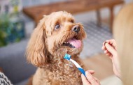 بیماریهای دندان سگ + پیشگیری و درمان