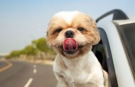 راهنمای بردن سگ یا گربه به مسافرت با ماشین