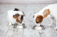 مسمومیت سگ و گربه با گیاهان + درمان