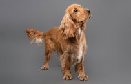 اطلاعات کامل سگ نژاد کوکر اسپانیل: قیمت توله، تصاویر، نگهداری و...