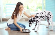 درمان اسهال و استفراغ سگ + دلایل جدی