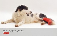 شکستگی استخوان در سگ